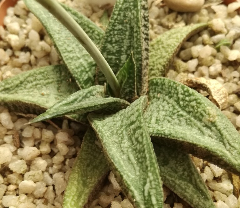 Gasteria Ellaphiae