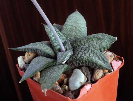 Gasteria Ellaphiae