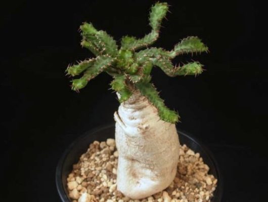 Euphorbia STELLATA
