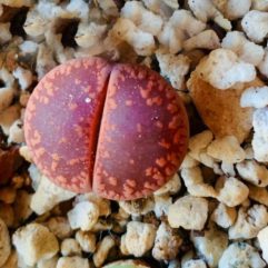 Lithops AUCAMPIAE Red-Black
