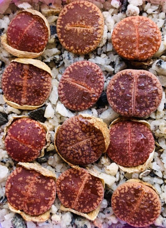 Lithops AUCAMPIAE Red-Black
