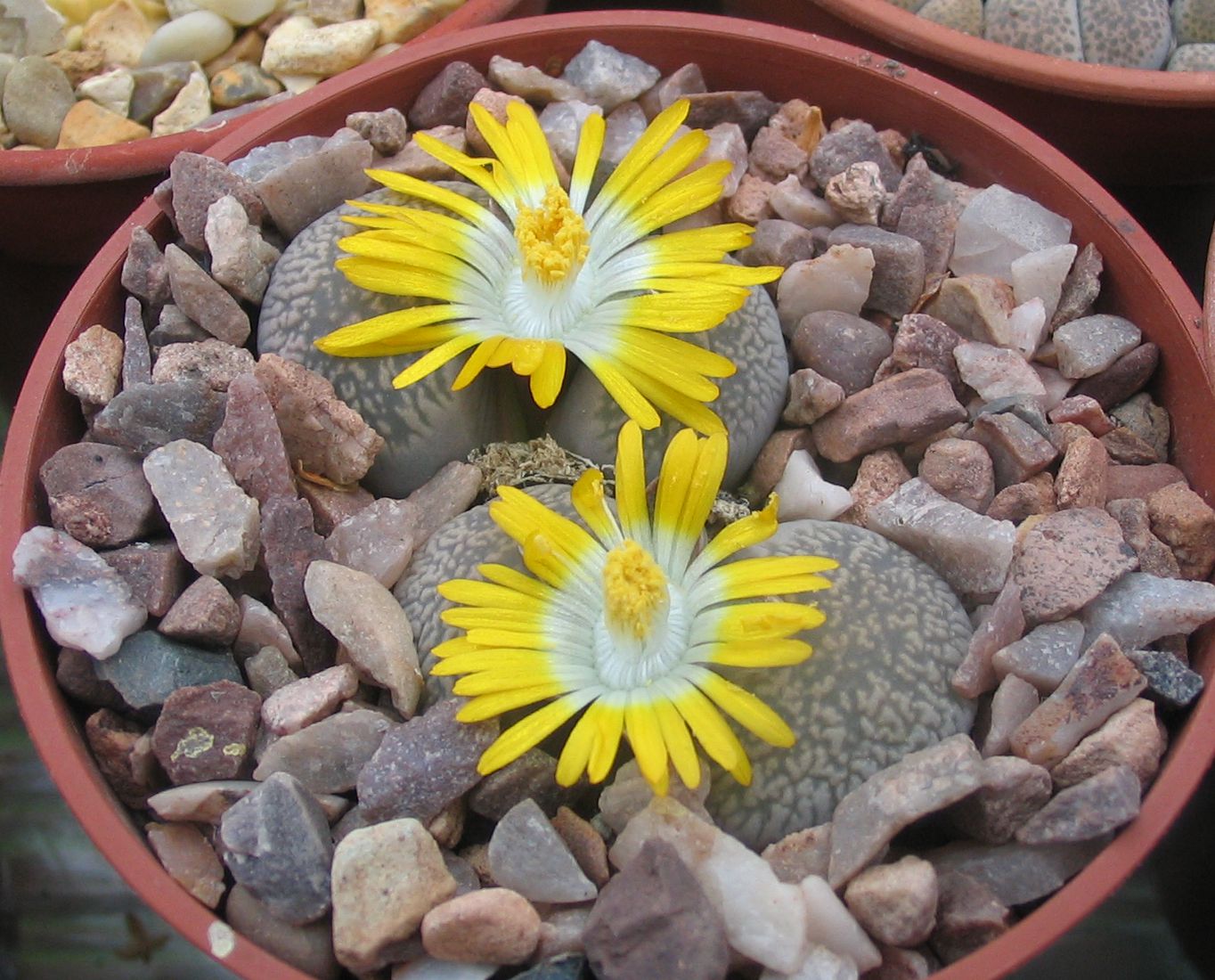 Lithops Comptonii