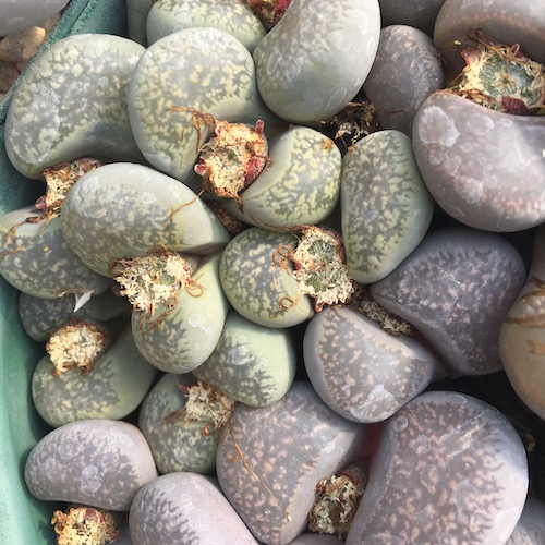 Lithops Comptonii