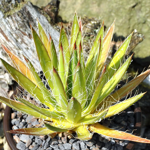 Agave COLIMANA