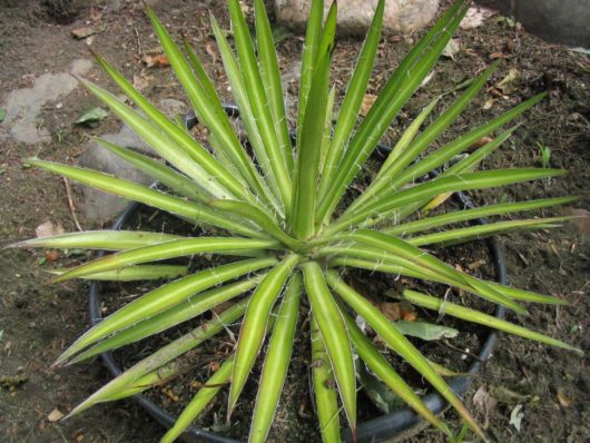 Agave COLIMANA