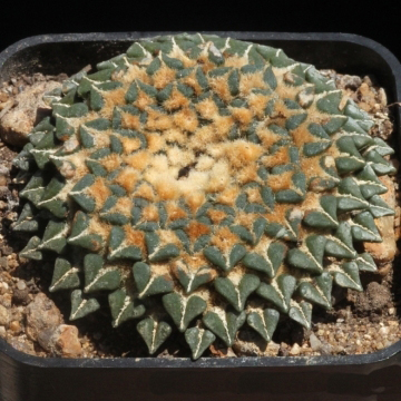 Ariocarpus KOTSCHOUBEYANUS ALBIFLORUS