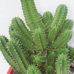 Euphorbia HANDIENSIS
