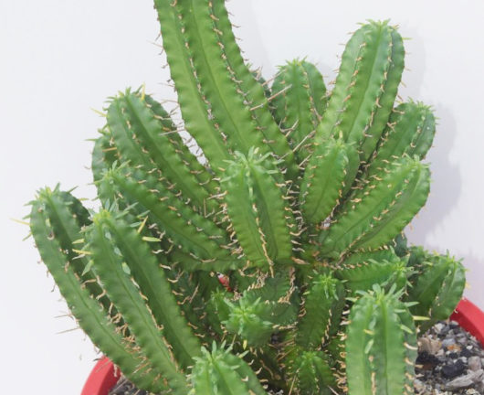 Euphorbia HANDIENSIS