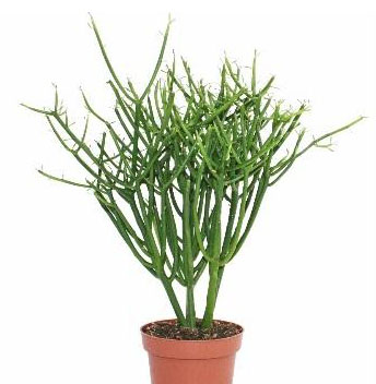 Euphorbia TIRUCALLI