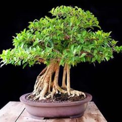 Ficus HILLII