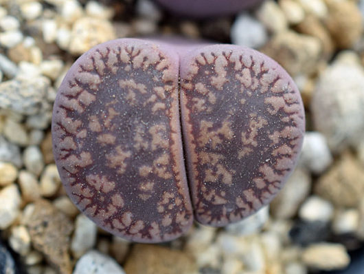 Lithops AUCAMPIAE DANIELSKUIL