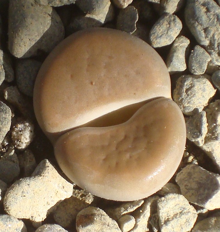 Lithops HOOKERI ELEPHINA