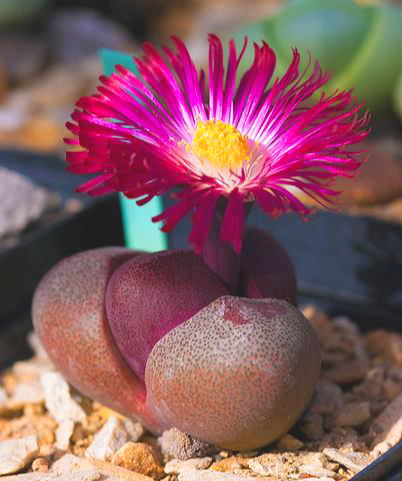 Pleiospilos NELII RUBRA
