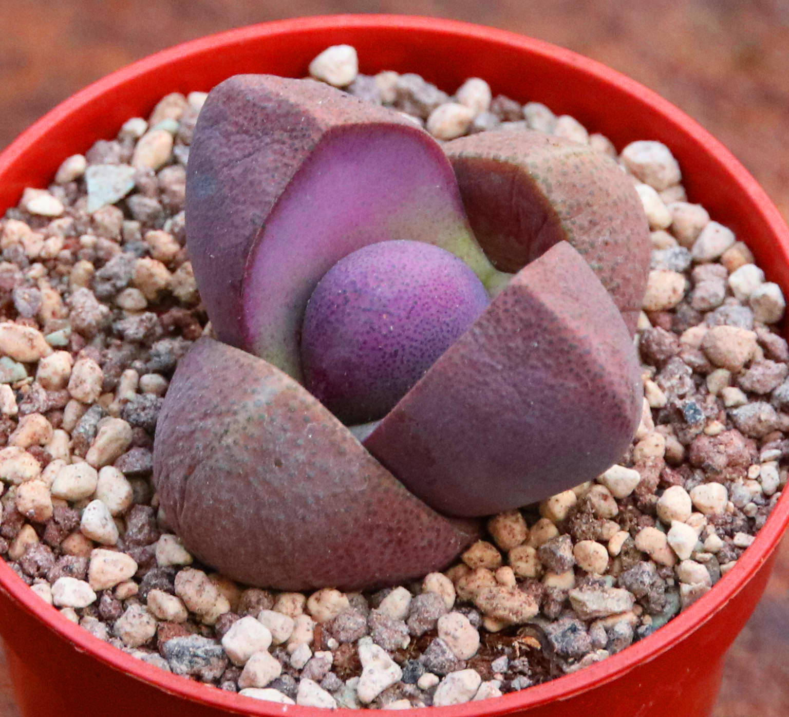 Pleiospilos NELII RUBRA