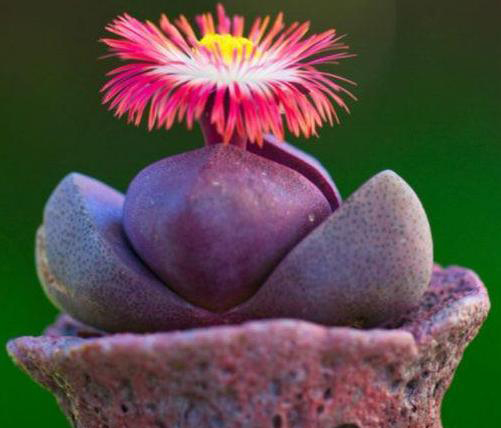 Pleiospilos NELII RUBRA