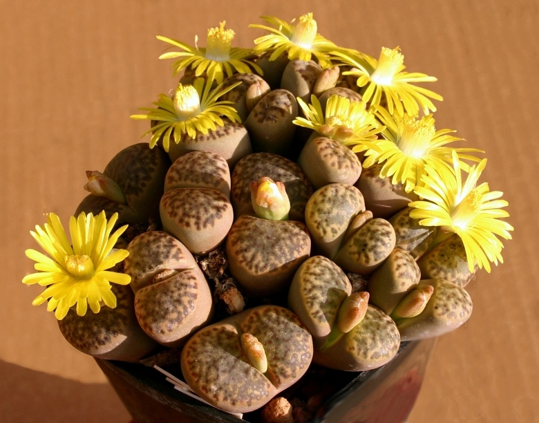 Lithops BROMFIELDII INSULARIS