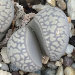 Lithops MARMORATA ELISAE