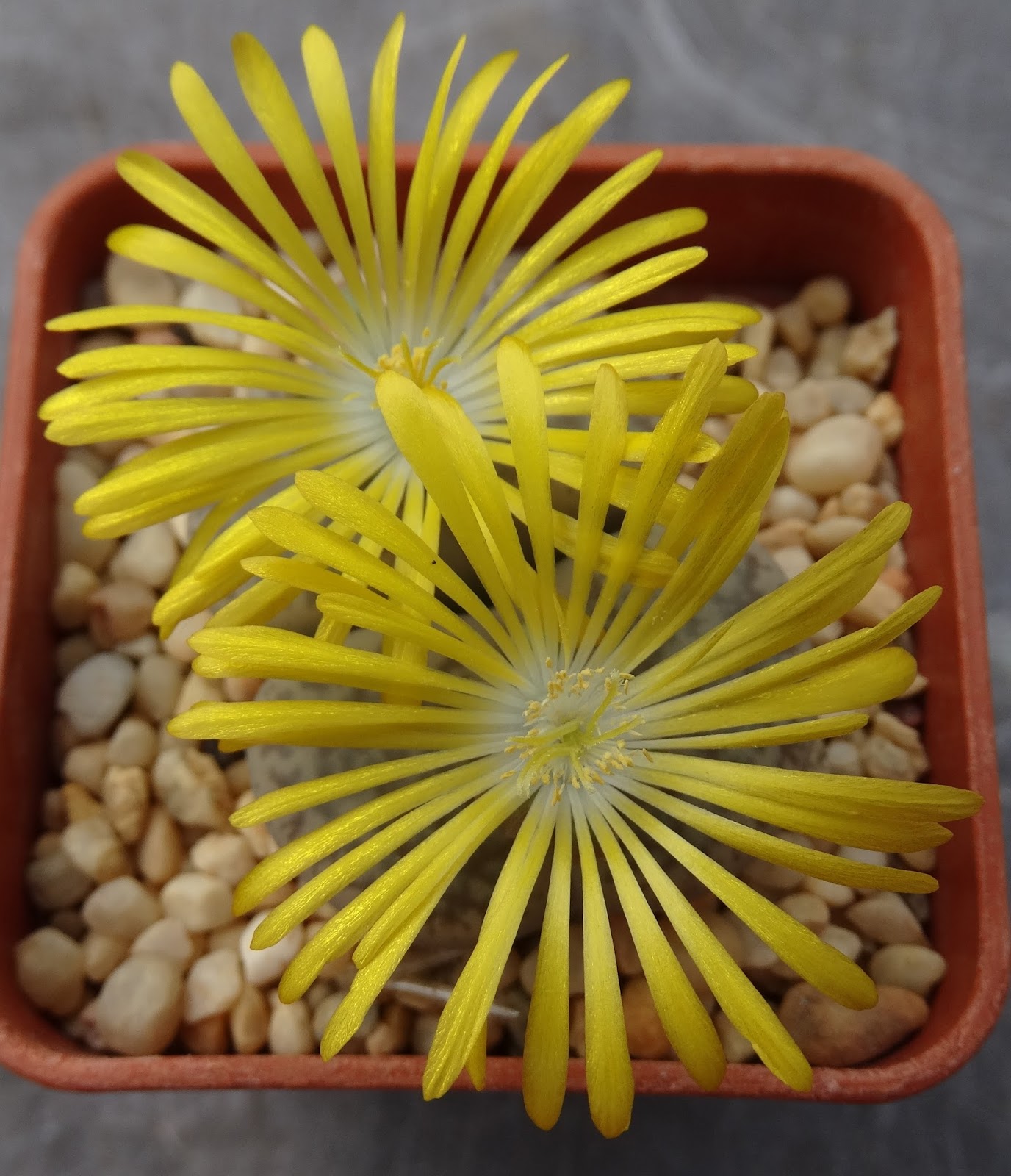 Lithops PSEUDOTRUNCATELLA MUNDTII