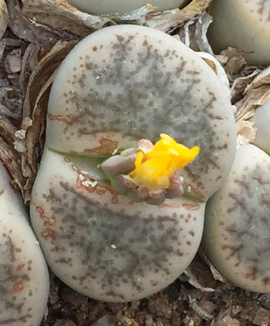 Lithops SCHWANTESII