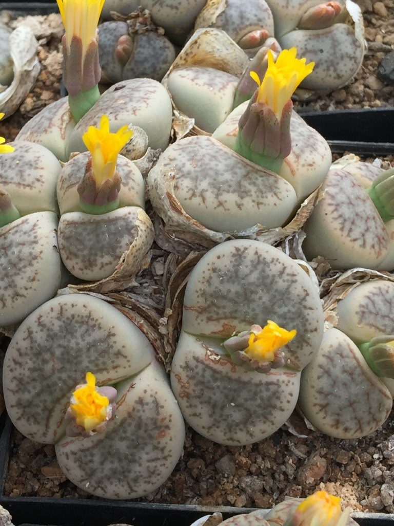 Lithops SCHWANTESII