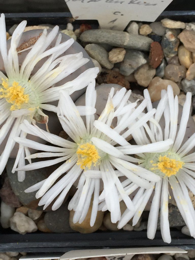 Lithops SCHWANTESII