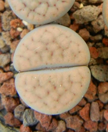 Lithops SCHWANTESII RUGOSA