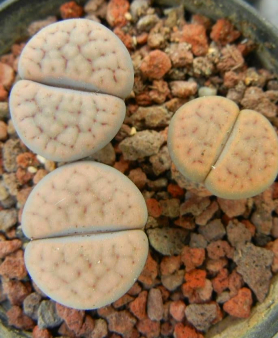Lithops SCHWANTESII RUGOSA