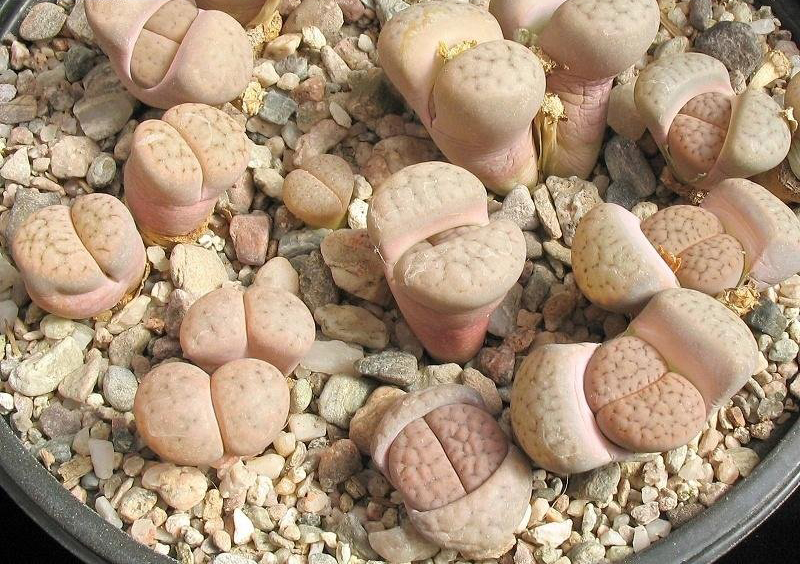 Lithops SCHWANTESII RUGOSA
