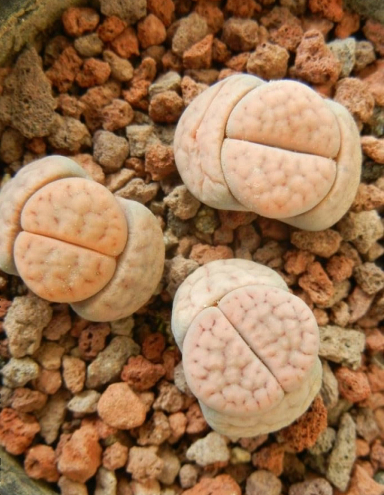 Lithops SCHWANTESII RUGOSA