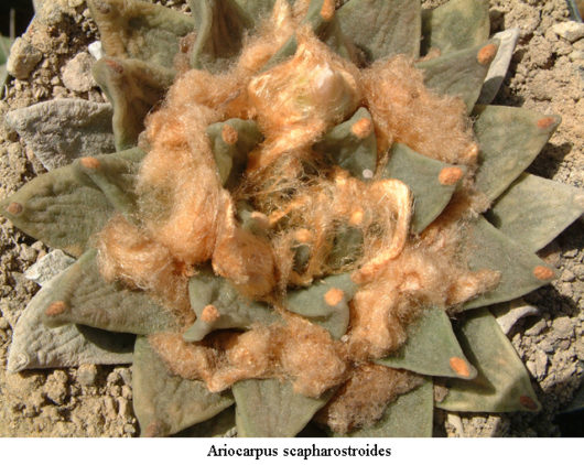 Ariocarpus RETUSUS v SCAPHAROSTROIDES