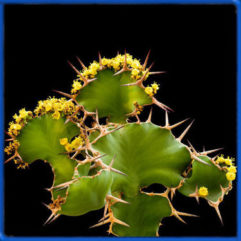 Euphorbia GRANDICORNIS