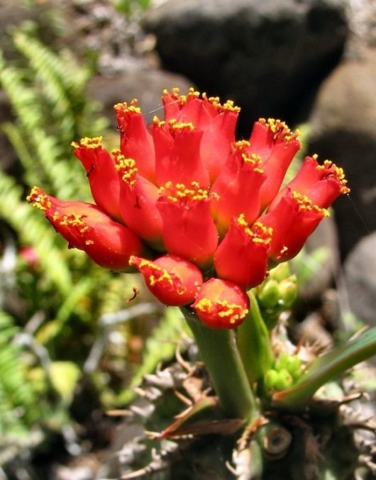 Euphorbia VIGUIERI