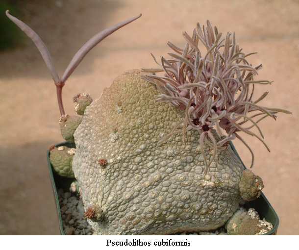 Pseudolithos CUBIFORMIS
