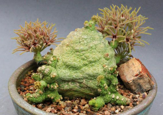 Pseudolithos CUBIFORMIS