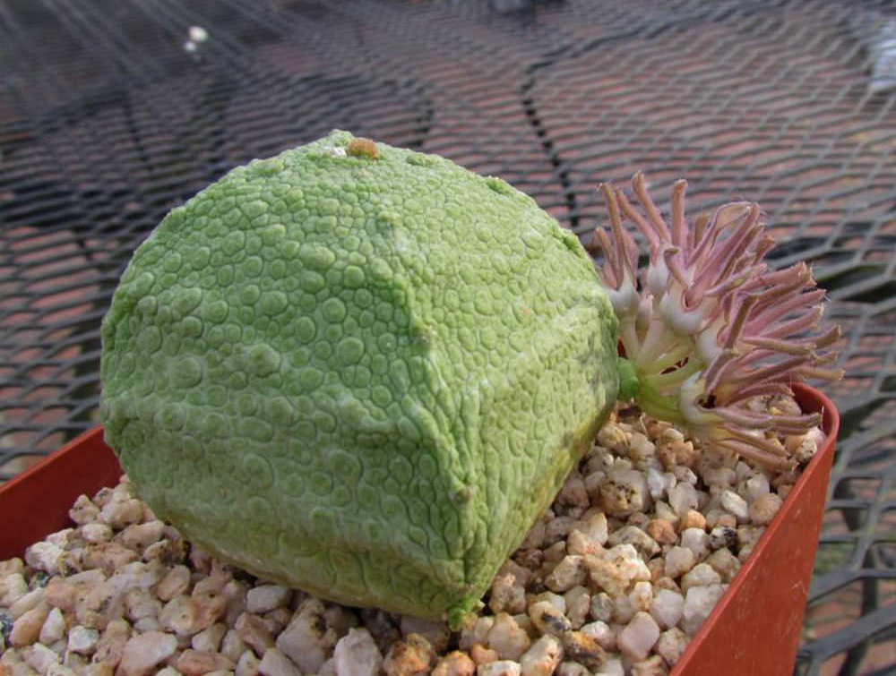 Pseudolithos CUBIFORMIS
