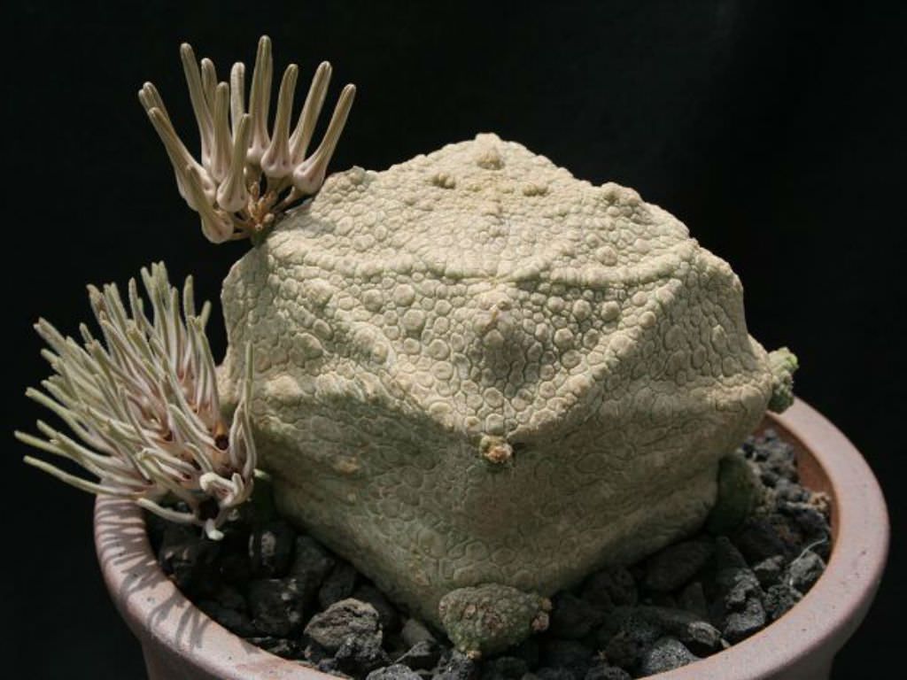 Pseudolithos CUBIFORMIS
