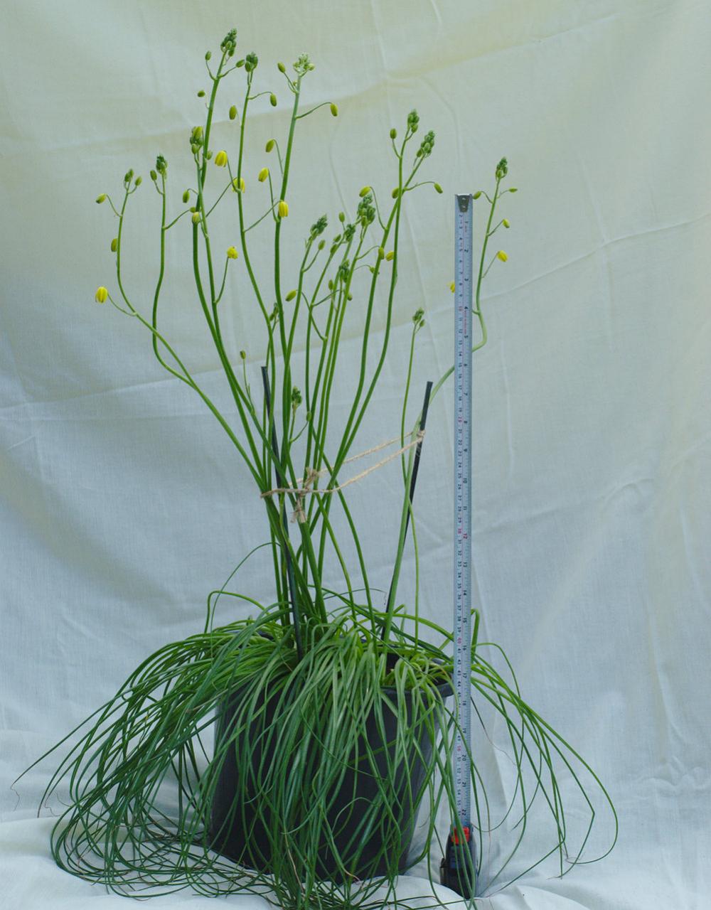 Albuca SHAWII