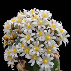 Blossfeldia CYATHIFORMIS