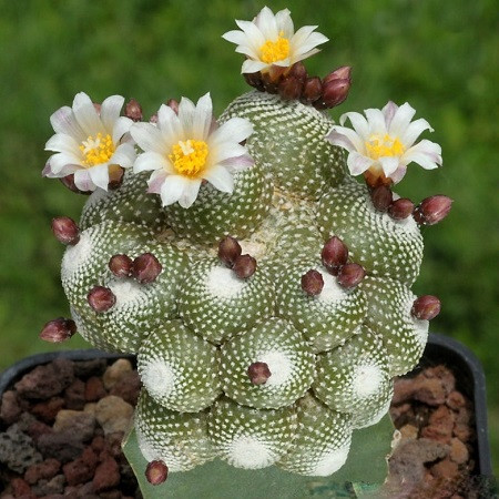 Blossfeldia CYATHIFORMIS