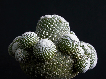 Blossfeldia CYATHIFORMIS
