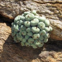 Conophytum SP Namib