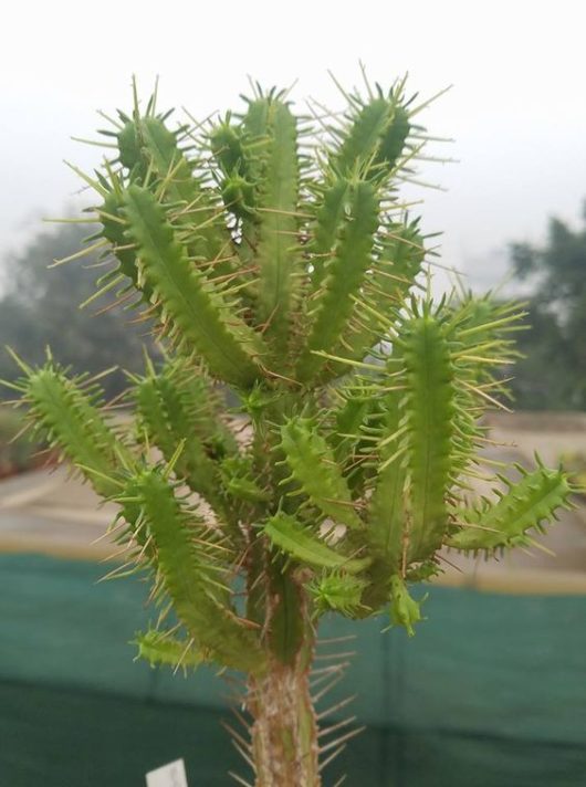 Euphorbia PENTAGONA