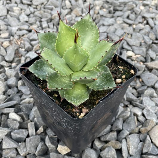 Agave CHIAPENSIS
