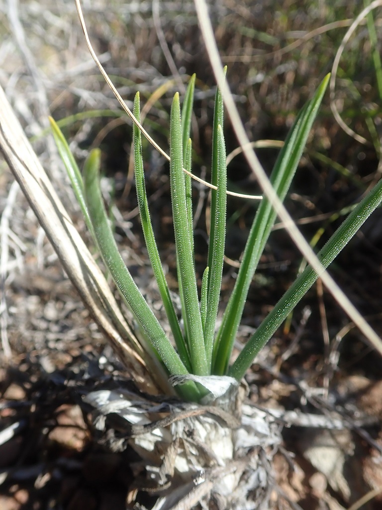 Albuca GLANDULOSA 1699