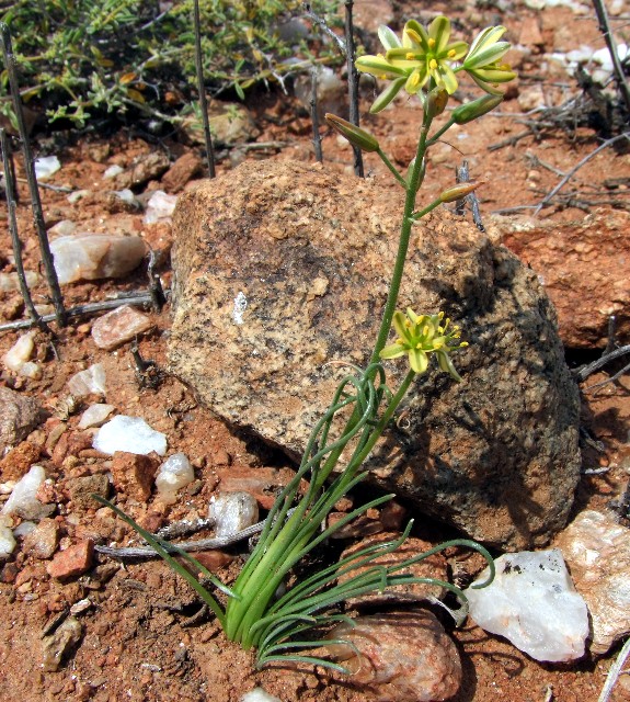 Albuca GLANDULOSA
