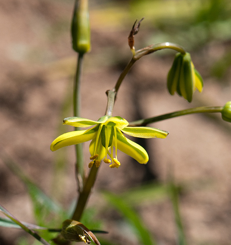 Albuca SABULOSA