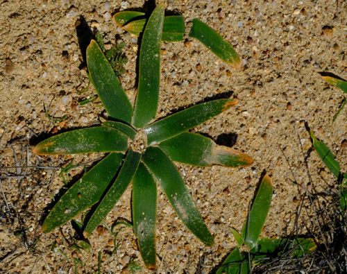 Albuca SECUNDA