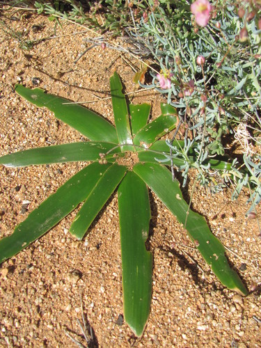 Albuca SECUNDA