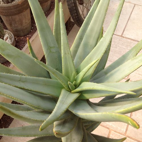 Aloe DICHOTOMA