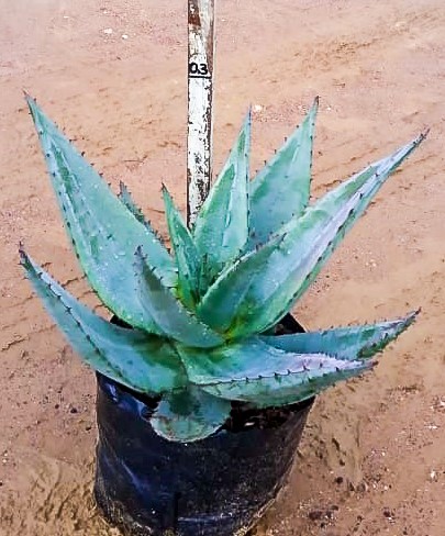 Aloe FEROX